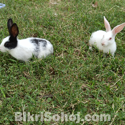 rabbit/ খরগোশ